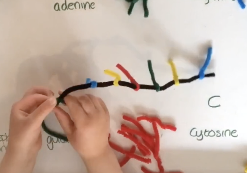 A child’s hands building a model of DNA with pipe cleaners