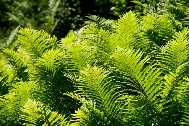 Before the evolution of flowers the land was dominated by large fern-like plants