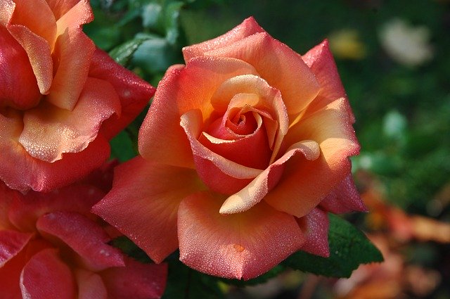 Pink roses showing off the beauty of flower petals