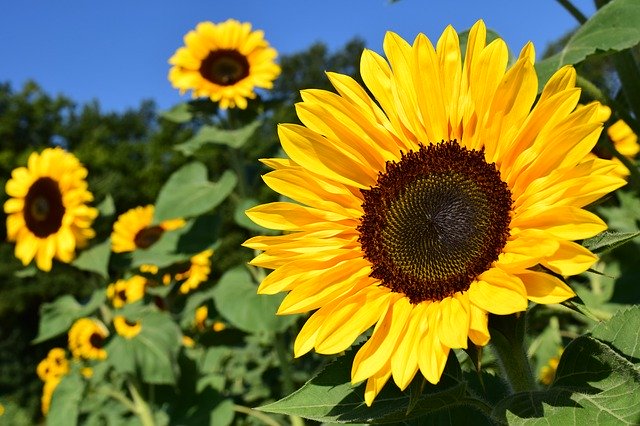 Sunflowers against blue sky