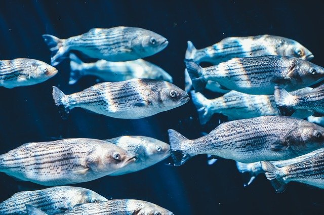 Silver fish swimming under water