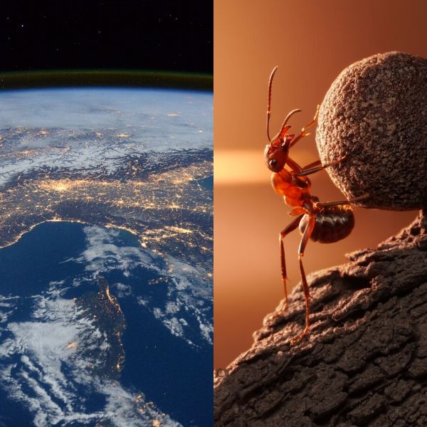 Environments for life showing the Earth and an ant