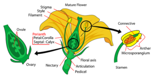 The evolution of flowers: a floral adventure for curious kids - Pale ...